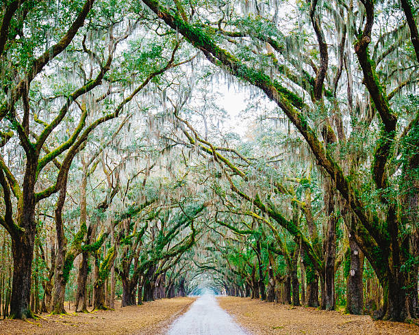 A vehicle off road dirt path leads into the iconic woods around the Everglades.  The Sand Live Oak (Quercus geminata) trees are adorned with Spanish Moss (Tillandsia usneoides.)