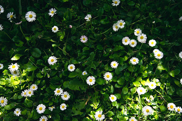 Top down view of common daisy flowers blossoming in the grass growing out of the forest floor, in dappled light. Taken while hiking on Jenkins Estate, public park composed of a historical estate an the surrounding grounds to the west of Portland, Oregon.