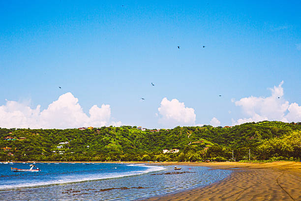 Lush forest lining Costa Rican beach