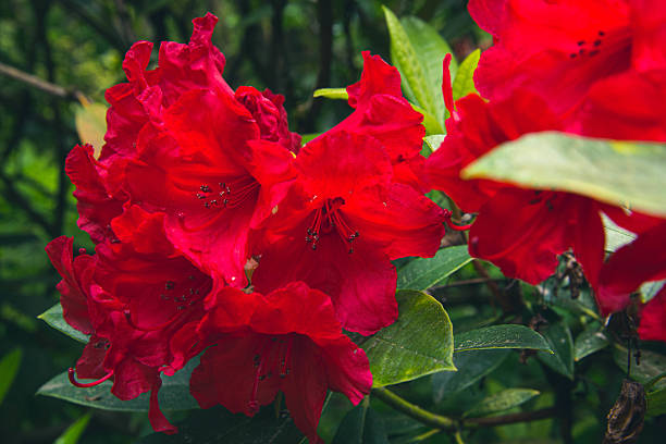 istock Close up of rhododendron blossoms 2229797848