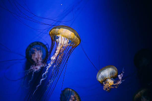 istock Jellyfish drifting peacefully in a vibrant blue underwater environment 2229799370