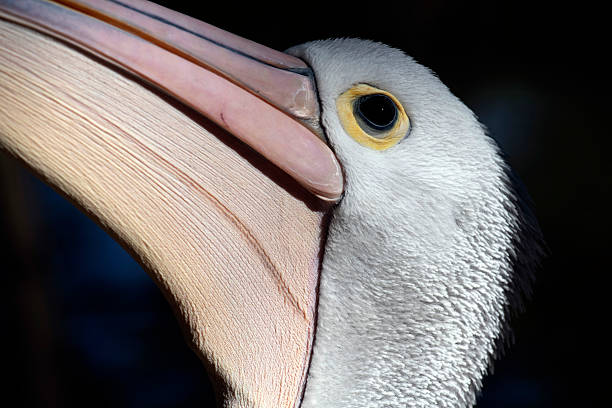 istock Australian Pelican (Pelecanus conspicillatus), Sydney, Australia 2229800088