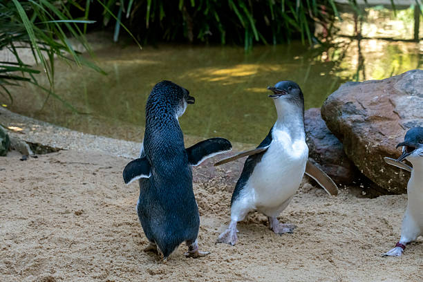 istock A pair of Little Blue Penguins (Eudyptula minor) dancing 2229802486