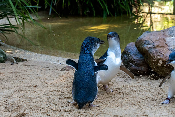 istock A pair of Little Blue Penguins (Eudyptula minor) dancing 2229802521