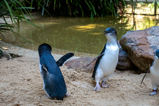 istock A pair of Little Blue Penguins (Eudyptula minor) dancing 2229802536