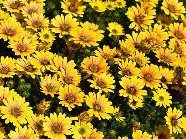 istock 2nd year of osteospermum 2229804614