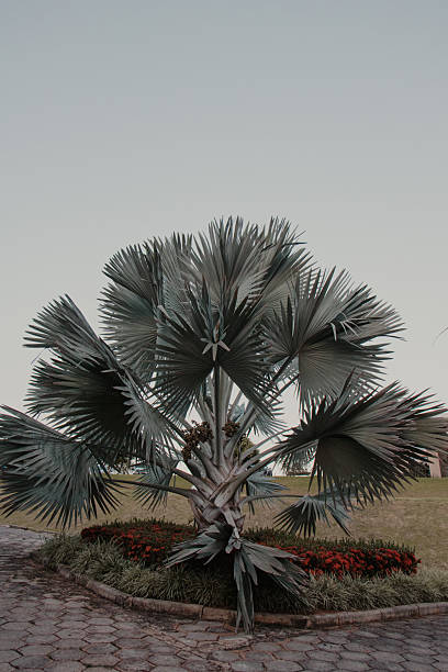 istock Bismarck Palm Tree with Red Flowers 2229804753