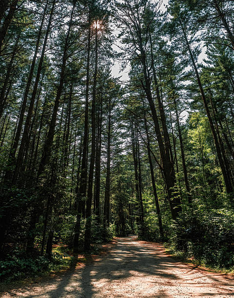 istock Forest Trail Through Dense Woodland at Pog Lake 2229804844