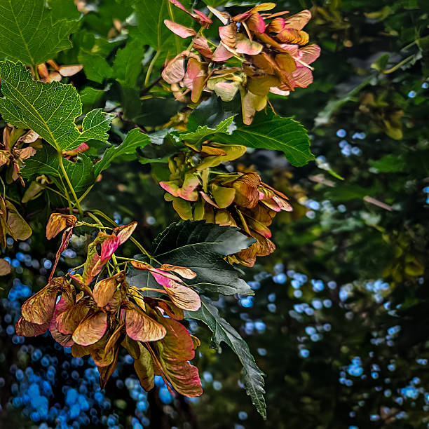 Looking up at an Amur Maple tree in the peak of summer (Acer ginnala). Landscape background with bokeh light effect