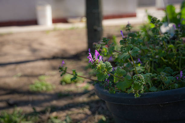 Flowers in the garden