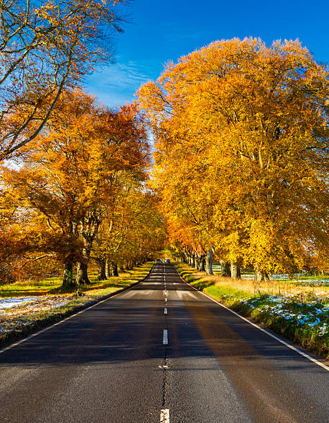 istock Tree lined road in autumn near Badbury Rings 2229809324