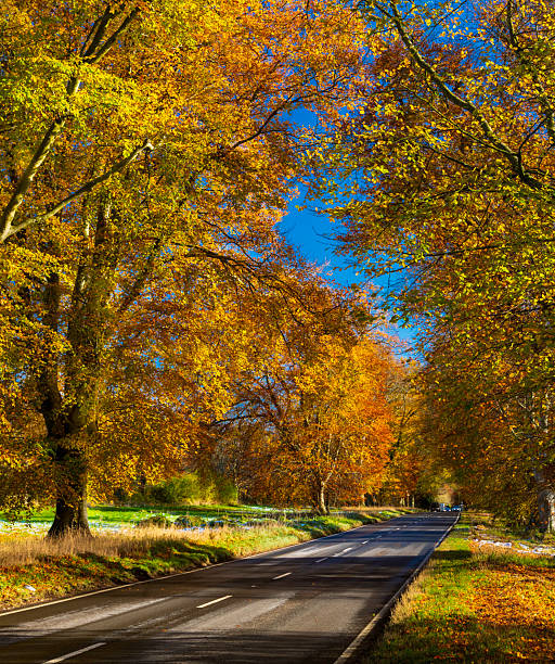 istock Tree lined road in autumn near Badbury Rings 2229809378