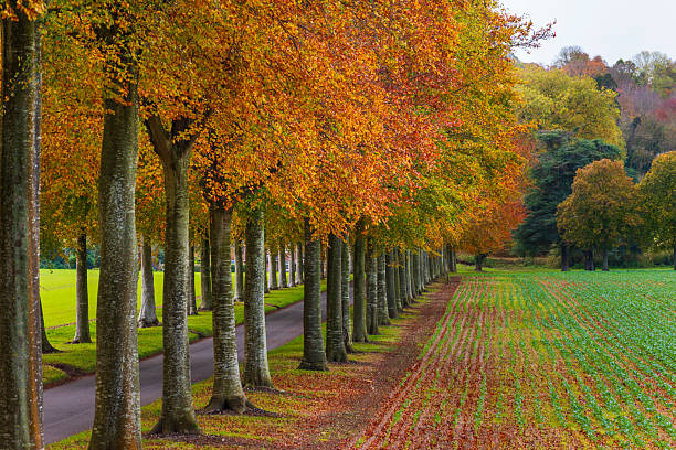 Autumn trees of gold and orange near Moor Crichel, Wimborne, Dorset