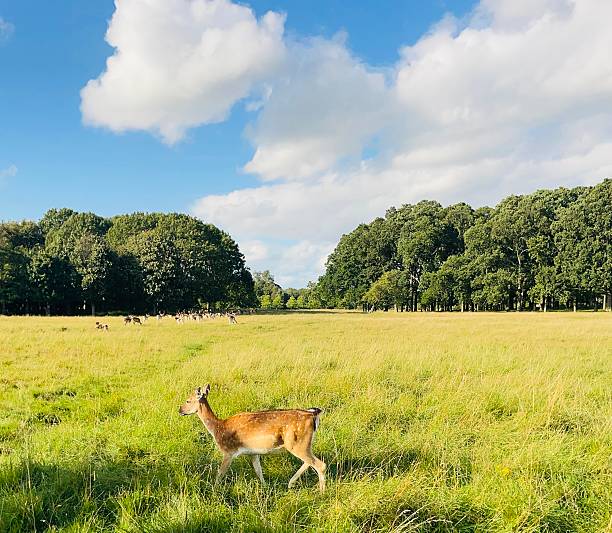 A deer strolls through the serene green field.