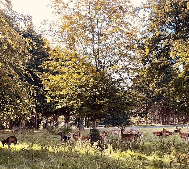 Deer grazing in the autumn-lit forest.