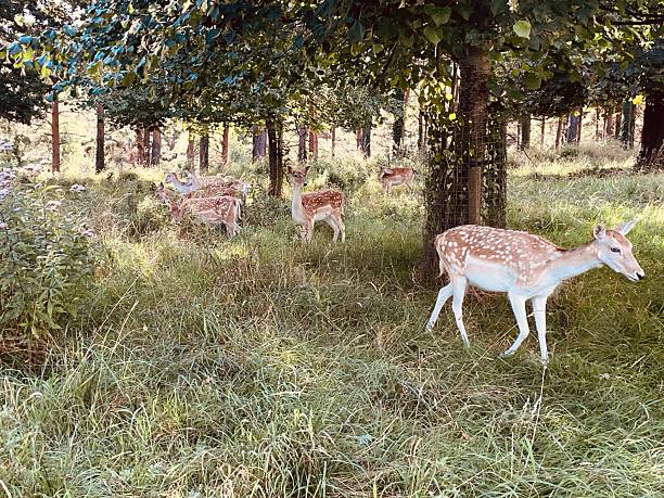 istock Deer roaming in the tranquil forest glade. 2229809900