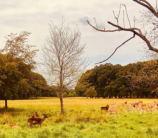 istock Deer grazing in the Phoenix Park, Dublin 2229809909
