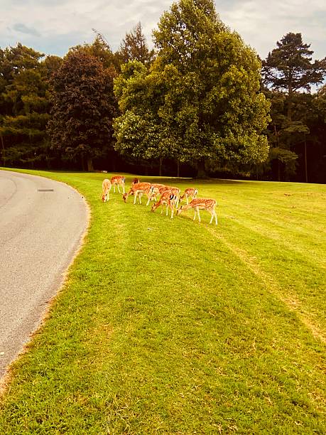 Deer enjoying a quiet graze by the roadside.