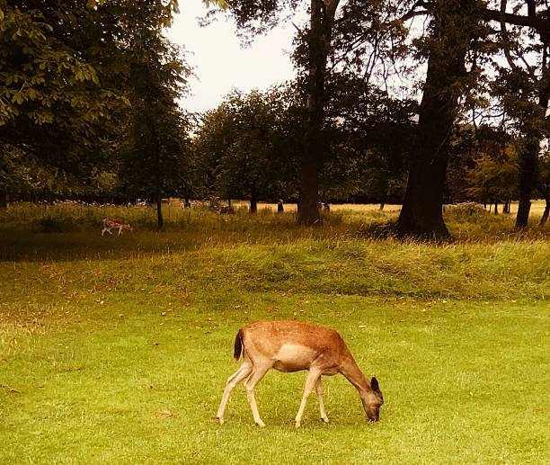 istock A peaceful moment as deer graze in a tranquil forest clearing. 2229810027