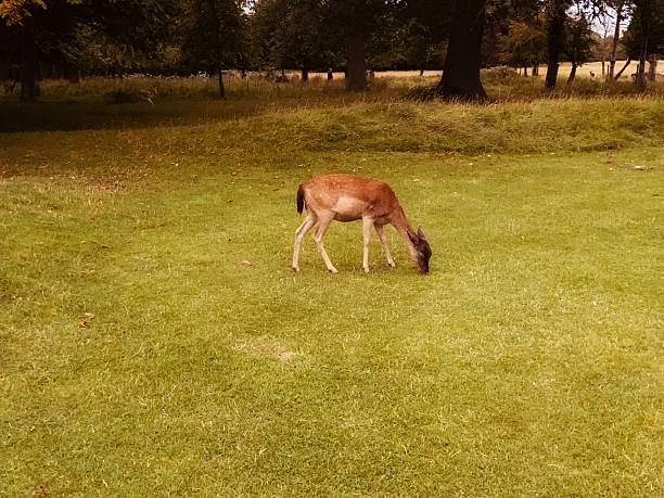 A deer enjoying a quiet graze in a lush field.