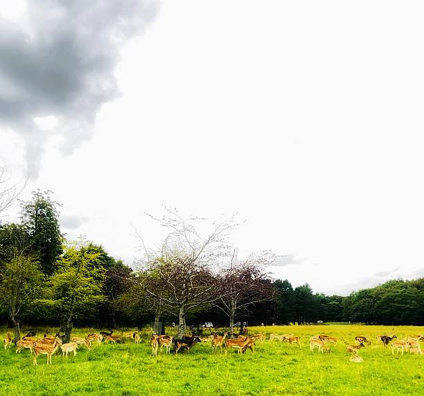 istock A herd of deer grazing peacefully in a verdant field. 2229810054