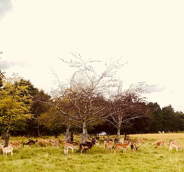 istock Deer grazing peacefully in a serene field. 2229810067