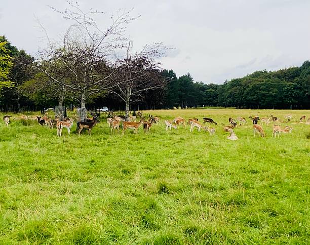 istock Deer grazing under a cloudy sky in Phoenix Park, Dublin 2229810075
