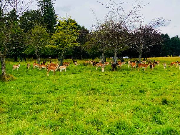 istock Peaceful herd grazing in a serene meadow. 2229810101
