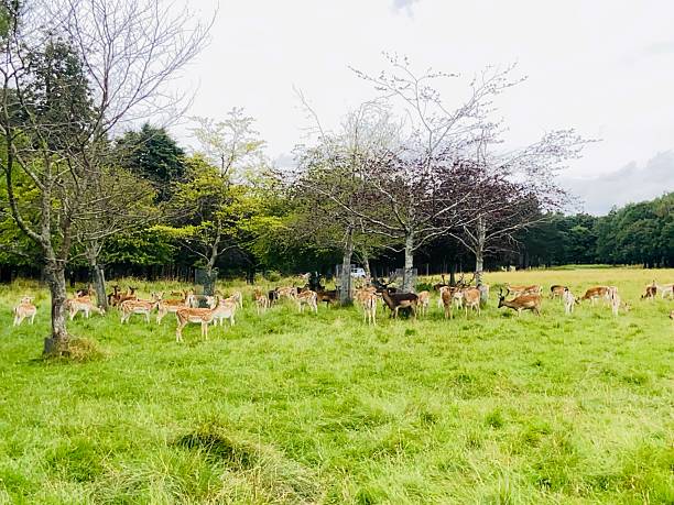 istock Deer enjoying a quiet morning in Phoenix Park Dublin 2229810113