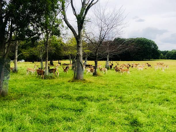 Deer grazing under a cloudy sky in Phoenix Park Dublin
