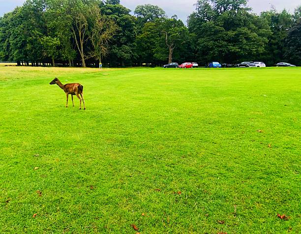 A lone deer standing gracefully on a green field
