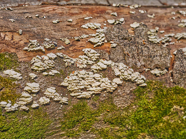 A detailed close-up image of lichen and moss growing on tree bark. The texture and contrast of the organic growth against the wooden surface highlight the intricate patterns and natural beauty of the ecosystem.