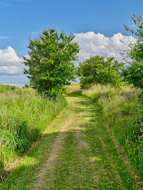 Experience the tranquility of Denmark's serene landscapes with this picturesque scene of a countryside path meandering through lush vegetation under the expansive blue sky adorned with gentle white clouds.