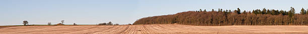 Expansive farmland unfolds under a tranquil blue sky, bordered by a dense forest. The image conveys a serene rural landscape, ideal for themes of agriculture, nature, and peaceful environments.