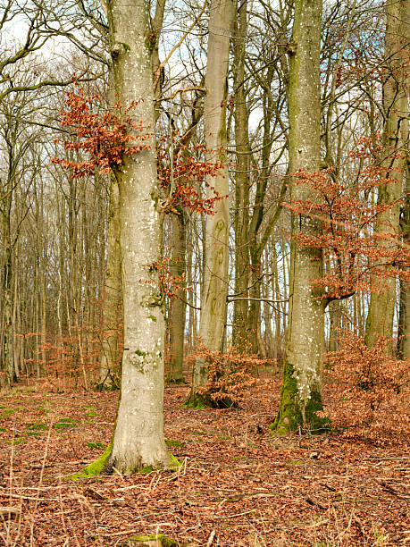 Capturing the essence of a leafless forest in winter, this peaceful scene shows tall beech trees, delicate moss, and fallen leaves. A serene ambiance prevails, showcasing nature's tranquil charm during the colder months.