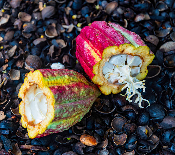 istock Cocoa Pods in Grenada in the Caribbean 2229812103