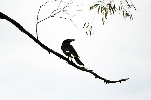 istock Australian Pied Currawong (Strepera graculina) 2229813004
