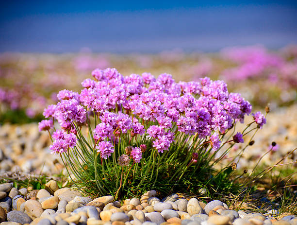 Shingle at Portland with Sea Thrift along growing Chessil Beach