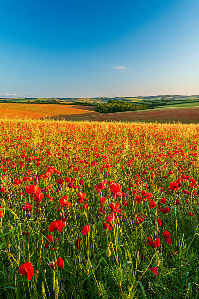 istock Red poppies in a field with bright sunshine 2229813226