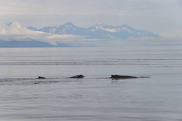 You can see the top of a humpback whales head and the fin of an other whale as they swim along the casts of Alaska to their feeding grounds. The snow and cloud covered mountains can seen in the background.