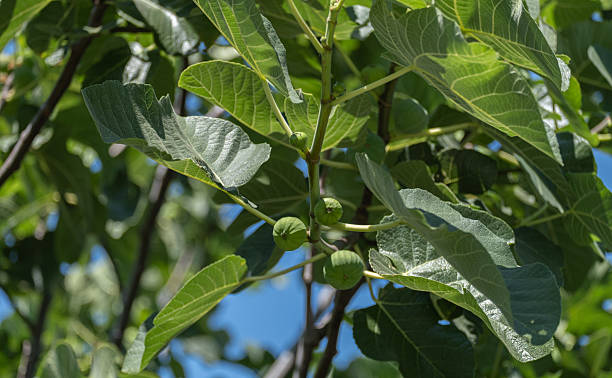 istock fig tree branches, new leaves and green fruit. 2229814318