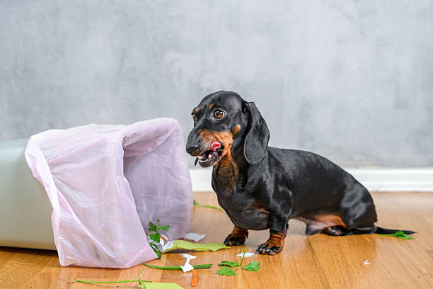 istock Mischievous dachshund caught in a messy situation at home 2229814520