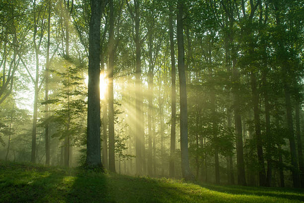 Just 75 miles from the bustle of Washington, D.C., Shenandoah National Park is a land bursting with cascading waterfalls, spectacular vistas, fields of wildflowers, and quiet wooded hollows. With over 200,000 acres of protected lands that are haven to deer, songbirds, and black bear.