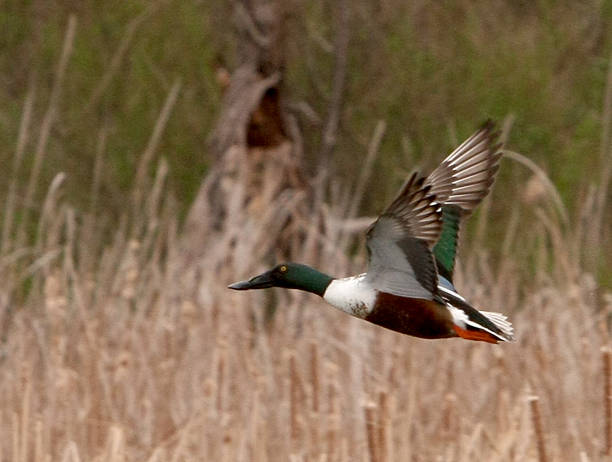 istock Flying Northern Shoveler 2229815547