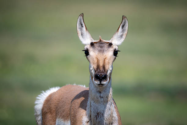 istock Straight on pronghorn 2229816743