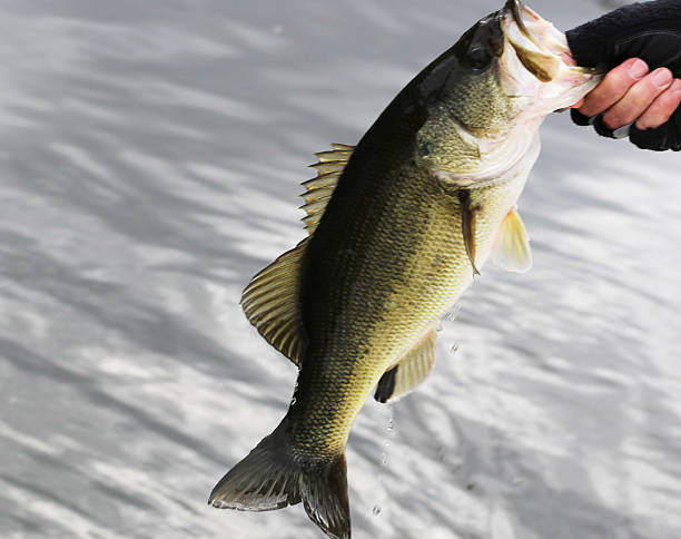 a large mouth bass with a fisherman pulling it out of the water