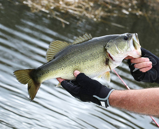 istock Large Mouth Bass 2229819377