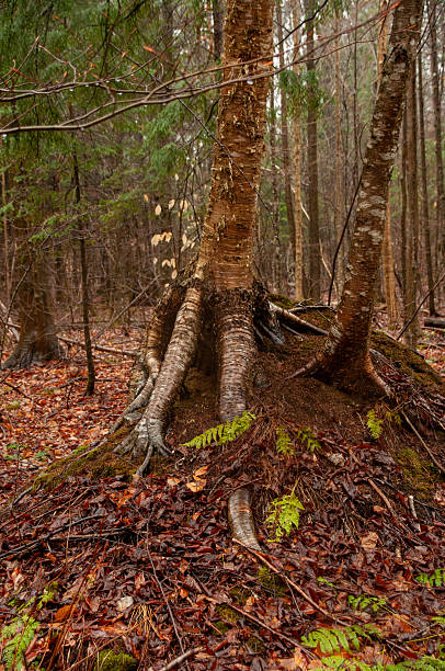 istock The gnarled roots and base of a birch tree in a wet forest 2229819827