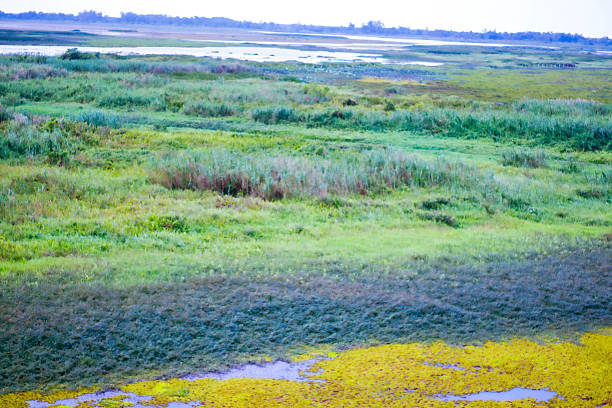 Acarlar Floodplain Forest (Turkish: Acarlar Longozu) is a floodplain forest located in Karasu. Sakarya, Turkey.