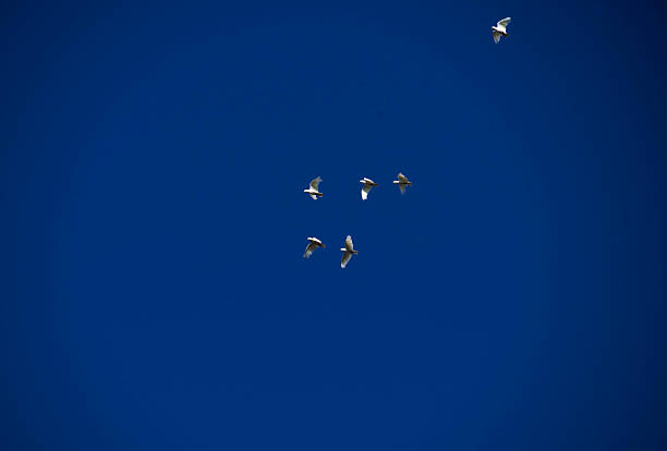 Turkey Vultures and other birds of prey are common along the Carson River watershed in Carson Valley, NV